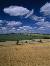 IRELAND, Louth, Farming, Landscape around Ardee with field of ripening barley in the foreground.