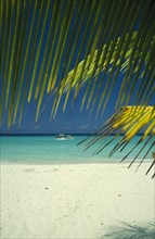 WEST INDIES, Jamaica, Negril, Beach and waters edge through coconut palm tree with tourist boat