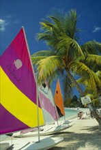 WEST INDIES, Jamaica, Negril, Sunfish dingies with sails up on coconut palm tree fringed beach