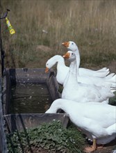 AGRICULTURE, Livestock, Poultry, Geese drinking from water trough.