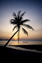 THAILAND, Ko Samui, Big Buddha Beach, Palm tree and long boat silhouetted at sunset