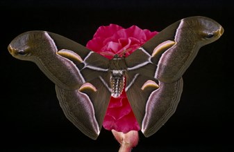 NATURAL HISTORY, Insect, Moth,  American Ailanthus moth.  Cynthia advena.