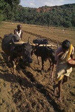 INDIA, Goa, Farming, Woman sowing seeds and man with water buffalo drawn plough follows turning the