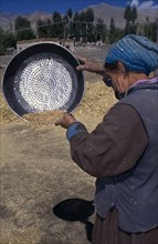 INDIA, Ladakh, Leh, Woman farmworker winnowing grain with a large sieve
