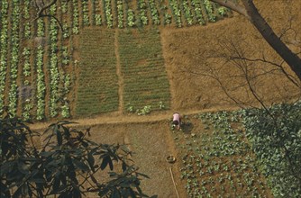 CHINA, Guiyang, Looking down on person weeding between patchwork of growing vegetables.