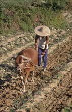 CHINA, Guangxi, Rongshui, Man ploughing field with ox drawn plough