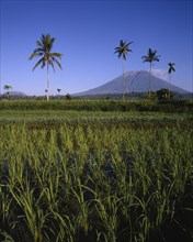 INDONESIA, BALI, Mount Agung with paddy fields in foreground and four tall palms