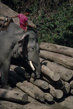 THAILAND, Chiang Mai, Working elephant moving logs with its trunk and foot with handler sitting on