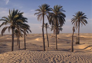 TUNISIA, Douz, Palms in the sand at the edge of an oasis with the desert beyond