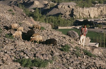 PAKISTAN, Northern Areas, Skardu, "Goat herd and shepherd using hockey stick as crook on rocky