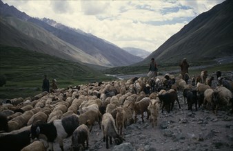 PAKISTAN, North, Agriculture, Goat herders in steep sided valley.