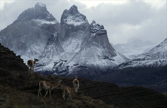 CHILE, Torre Del Paine , "Guanacos, Lama Guanacoe, standing in the Pine Horns Mountains area of the