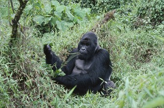 WILDLIFE, Apes, Gorillas, Mountain Gorilla sitting on the ground eating at Virunga National Park
