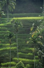 INDONESIA, Bali, Rice terraces