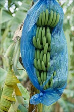 WEST INDIES, St Lucia, Agriculture, Bananas growing on tree wrapped in blue plastic.