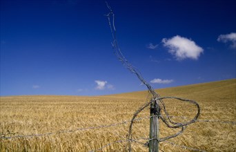 AGRICULTURE, Arable, Barley, "Field of ripe, golden barley against a blue sky with a wire fence in