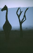WILDLIFE, Big Game, Giraffe, Silhouette of single Giraffe looking sideways and tree in Samburu