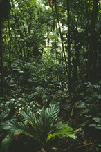 WEST INDIES, Tobago, Little Tobago, Interior of deciduous rainforest dating from the Jurassic
