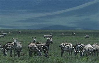 TANZANIA, Animals, Zebra, Herd of Burchell's Zebra on grassland.