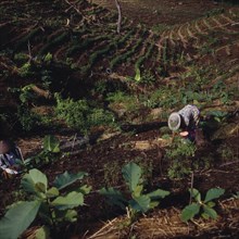 INDONESIA, Java West, Pangandaran, "Ciamis mahogany plantation in cleared forest,woman