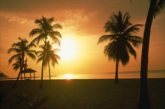 USA, Florida, Key West, "Beach & palms silhouetted at dawn, yellow/orange sky, beach hut "