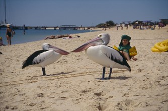 AUSTRALIA, Western Australia, Beach, Two Monkey Mia Pelicans on sandy beach watched by small child