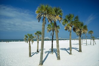 USA, Florida , Clearwater Beach, Group of palm trees on white sand beach with distant pier behind.