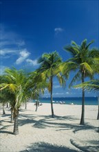 USA, Florida  , Fort Lauderdale, Palm trees on quiet sandy beach with few sunbathers.