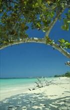 WEST INDIES, Jamaica, Negril, Empty beach with driftwood seen through branches of mangrove tree