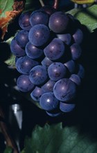 FRANCE, Agriculture, Wine, "Bunch of ripe black grapes on vine, note yeast ‘bloom’."
