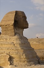 EGYPT, Cairo Area, Giza, The Sphinx in profile camel on hill in background