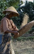 MALAYSIA, Farming, Woman sifting rice in large round shallow basket