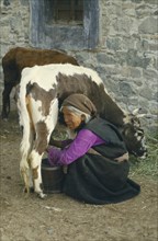 TIBET, Agriculture, Old lady milking a cow.