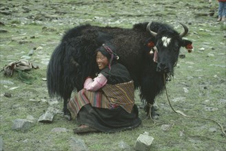 TIBET, Agriculture, Woman milking a Yak.