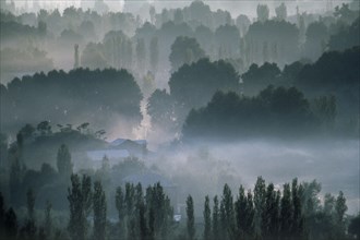 INDIA, Kashmir, Vale Of Kashmir, Evening mist amongst trees and country houses