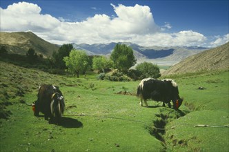 TIBET, Agriculture, Yaks grazing in mountain landscape.
