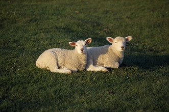 AGRICULTURE, Livestock, Sheep, Two young lambs lying together in a field.