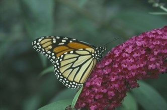 NATURAL HISTORY, Insects, Butterflies, "Monarch Butterfly (Danaus plexippus) on a purple flower,