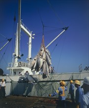 JAPAN, Industry, Fishing, Tuna fish being winched over the side of a trawler by men wearing hard