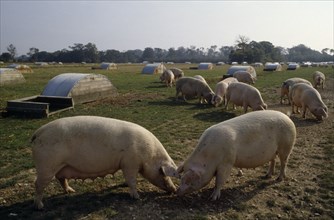 AGRICULTURE, Farming, Pigs, Field of pigs with lines of shelters.