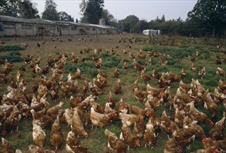 AGRICULTURE, Livestock, Poultry, Free range hens roaming in a field.
