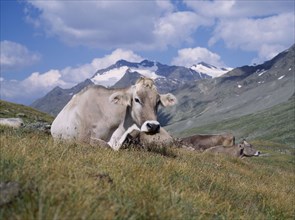 ITALY, Dolomites Mountain Range, Close up of Alpine cattle lying down