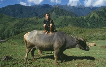 VIETNAM, North, Children, Muong boy sitting on the back of a water buffalo in the mountains