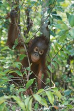 WILDLIFE, Apes, Orang Utans, Baby Orang Utan (pongo pygmaeus) at rehabilitation centre in Borneo
