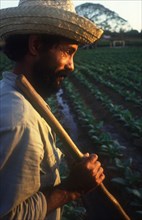 CUBA, Pinar Del Rio, Farming, Tobacco worker with straw hat