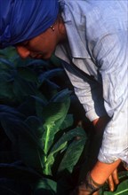 CUBA, Pinar Del Rio, Farming, Woman worker picking tobacco leaves by hand