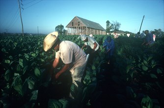 CUBA, Pinar Del Rio, Farming, Workers picking tobacco leaves by hand
