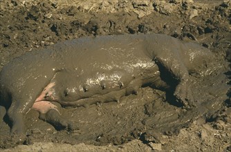 AGRICULTURE, Animals, Pigs, Sow wallowing in mud with head almost completely submerged.