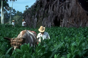 CUBA, Pinar Del Rio, Tobacco workers in field with ox