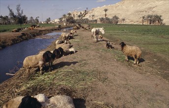 EGYPT, Nile Valley, El Minya, Animals near irrigation canal